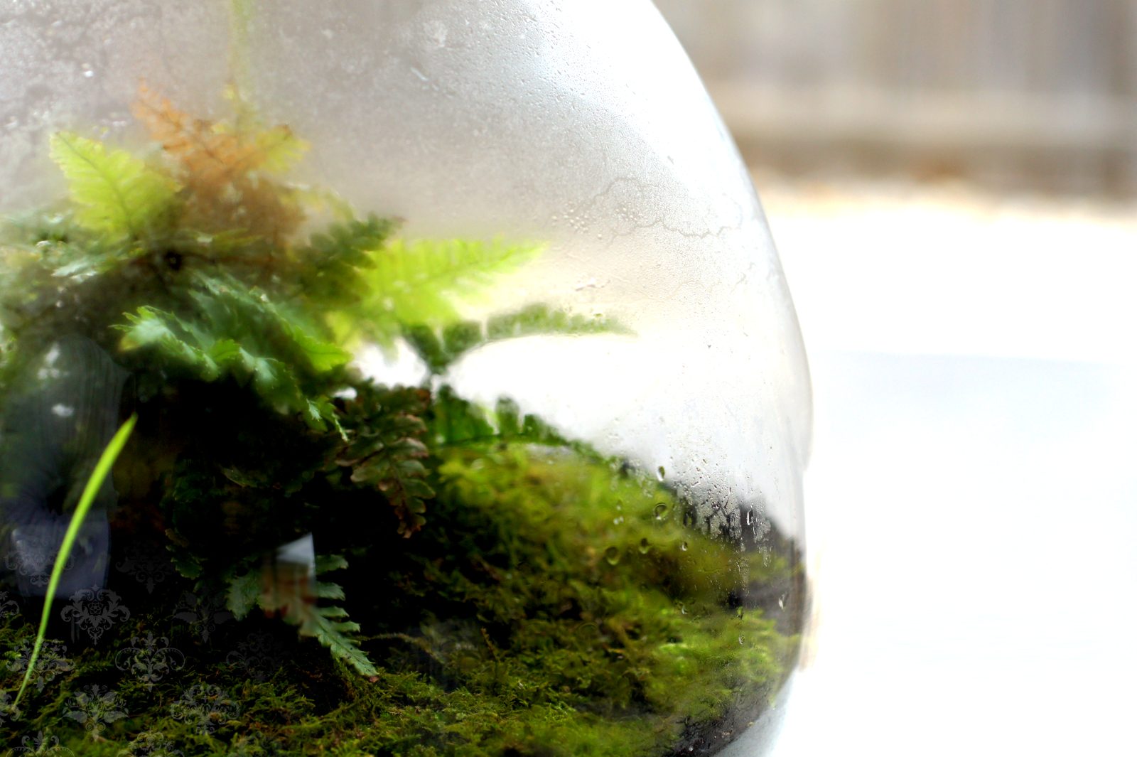 Ferns and moss inside a misted glass globe