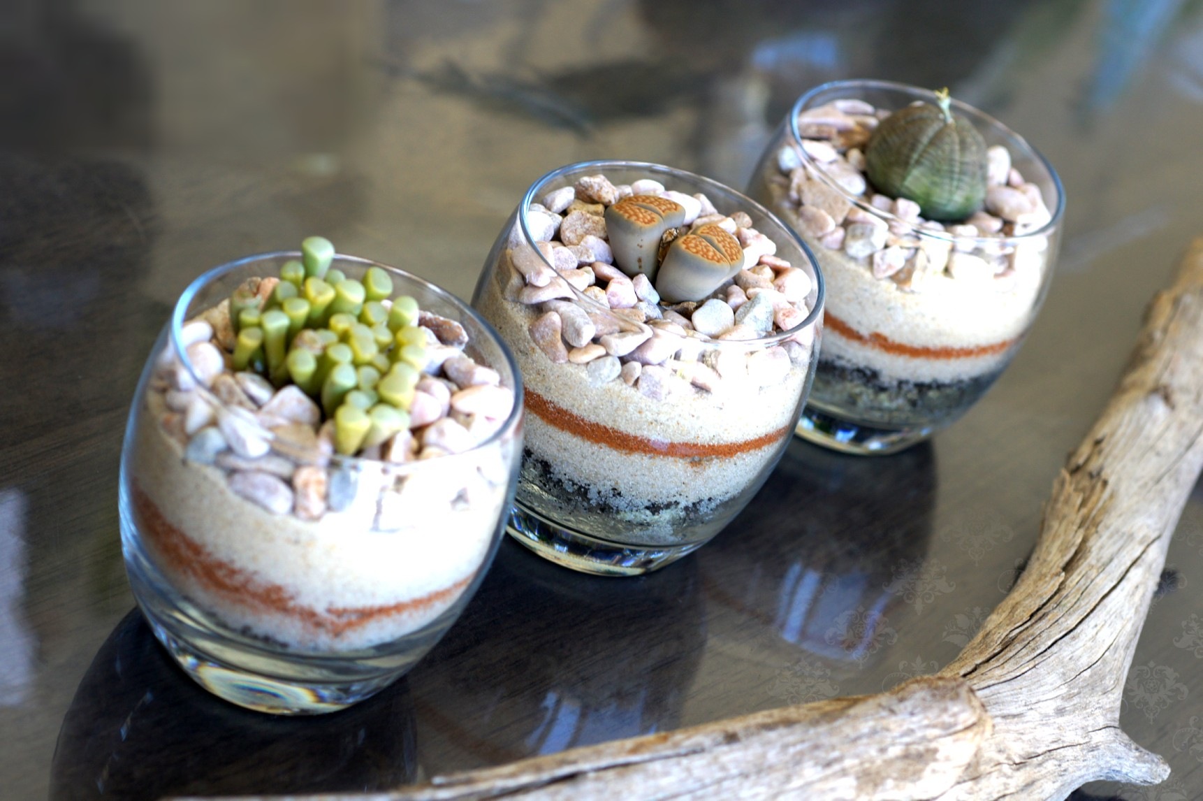 Trio of living-stone succulents in small votive glasses
